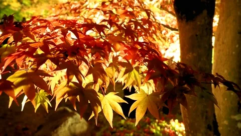Yellow leafed maple tree with lights at night Stock Footage 234082478