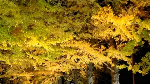 Yellow leafed maple tree in park at night Stock Footage 234081432
