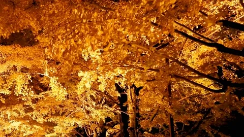 Yellow leafed maple tree with park lights Stock Footage 234081650