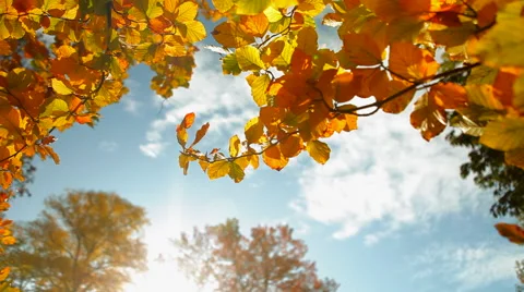 Yellow leafs and blue sky Stock Footage 41437529