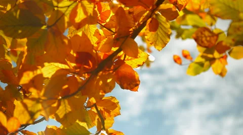Yellow leafs and bly sky Stock Footage 41437487