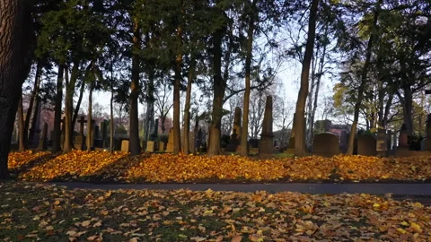Yellow leafs and dead trees at an old cemetery during fall. Version 2 Stock Footage 290173938