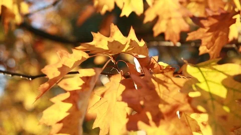 Yellow Leafs in the Autumn Stock Footage 95714951