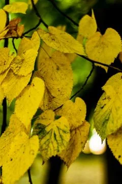 Yellow leafs background Stock Photos