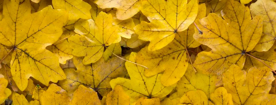 Yellow leafs background Stock Photos