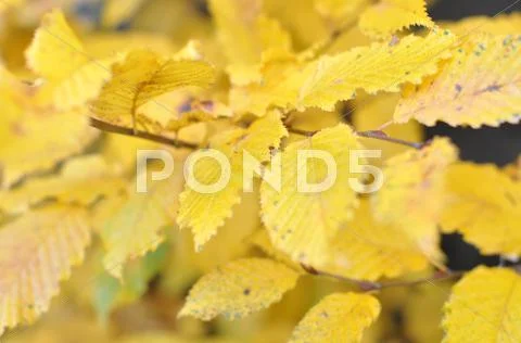 Yellow leafs of a Beech Tree in Autumn Stock Photos