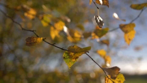 Yellow leafs blowing in wind with blurry background   Stock Footage 108564166