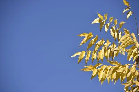 Yellow leafs on the blue sky Stock Photos