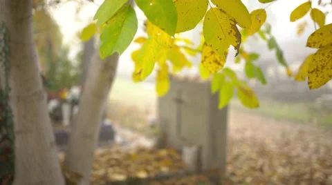 Yellow leafs in the cemetery 4K Stock Footage 56531038