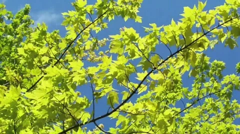 Yellow leafs Stock Footage 397261