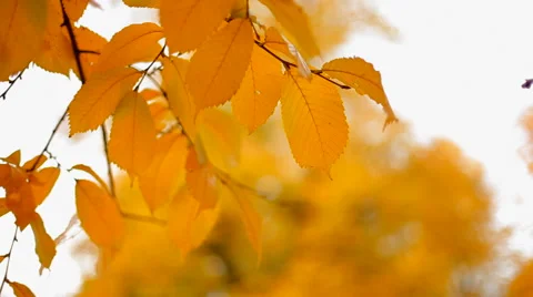Yellow leafs Stock Footage 41437511