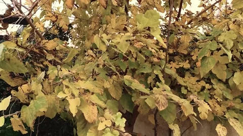 Yellow leafs Stock Footage 231150001