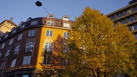 Yellow leafs moving in the wind during sunset. Version 3 Stock Footage 290876563
