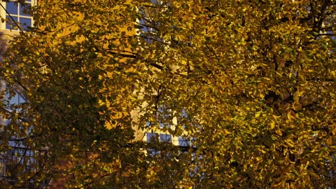 Yellow leafs moving in the wind during sunset. Version 2 Stock Footage 290876797