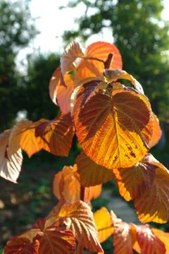 Yellow leafs Stock Photos
