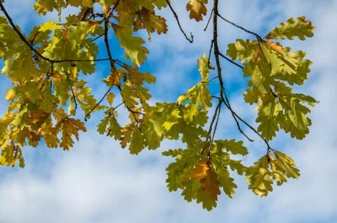 Yellow leafs Stock Photos
