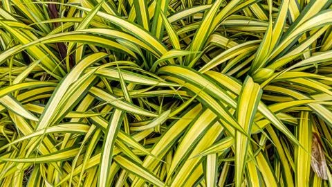 Yellow leafs Stock Photos