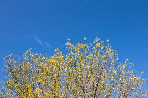 Yellow leafs on a tree Stock Photos