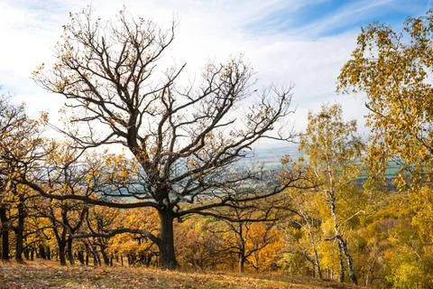 Yellow leafy forest Stock Photos