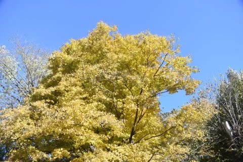 Yellow Leaved Maple Tree Against a Blue Sky Stock Photos