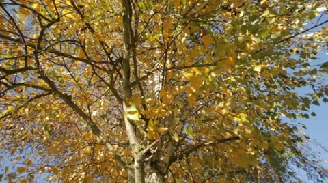 Yellow Leaves 1 Stock Footage