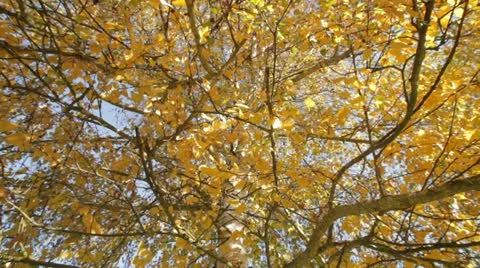 Yellow Leaves 2 Stockbeeldmateriaal 11351646