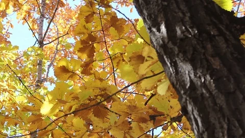 Yellow leaves and tree 스톡 동영상 107755880