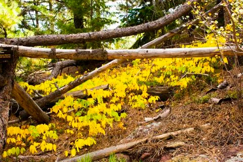 Yellow leaves and trunks zero Stock Photos