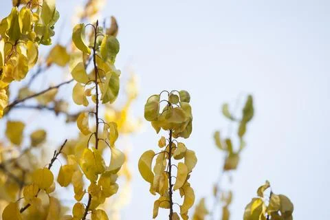 Yellow leaves of apricot tree against the sky Stock Photos