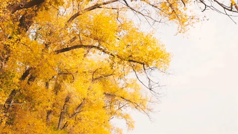 Yellow leaves are showered from trees in autumn. Slow motion Stock Footage 101739105