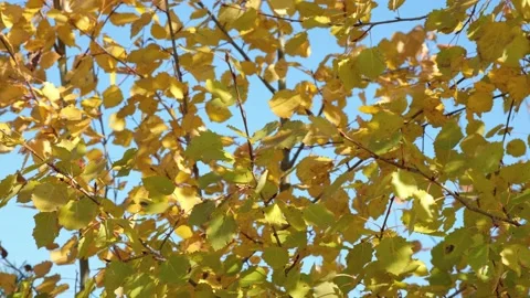 Yellow leaves of the aspen tremble in the wind on blue sky. Autumn background. Stock Footage 163347802