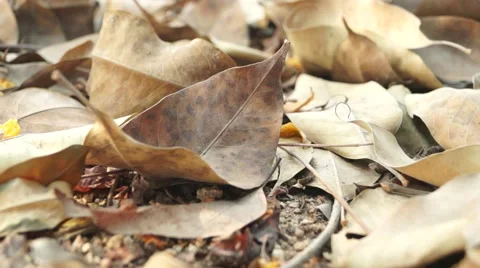 The yellow leaves in autumn Stock Footage 44128048