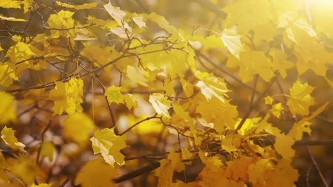 Yellow Leaves in Autumn Forest Stock Footage 80677501