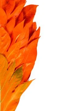 Yellow leaves autumn leaf on isolated background Stock-Fotos