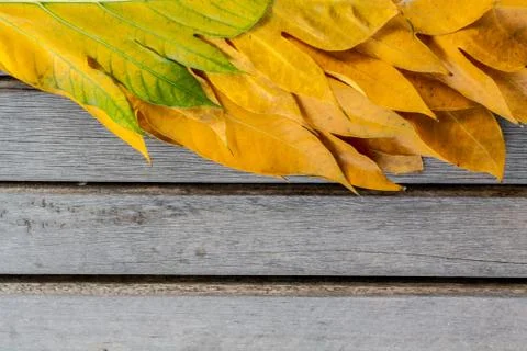 Yellow leaves autumn leaf  over wooden background pattern 스톡 사진