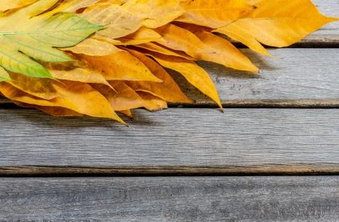 Yellow leaves autumn leaf on wooden background pattern Stock Photos