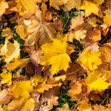 Yellow leaves in autumn Stock Photos