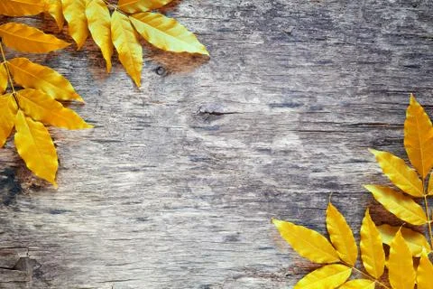 Yellow Leaves Backdrop Stock Photos