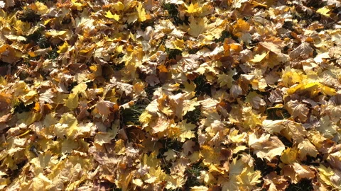 Yellow leaves as a background in 4K Video stock 128637991