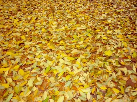 Yellow leaves background Foto stock
