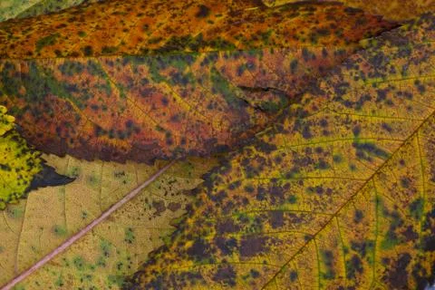 Yellow leaves background Stock Photos