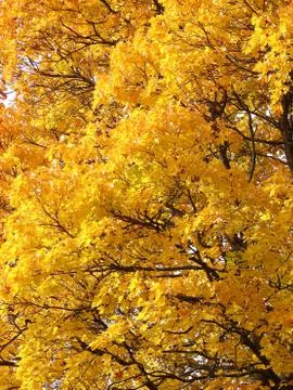 Yellow leaves background Stock Photos
