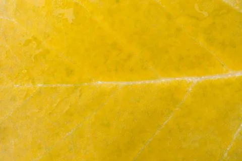 Yellow leaves background Stock Photos