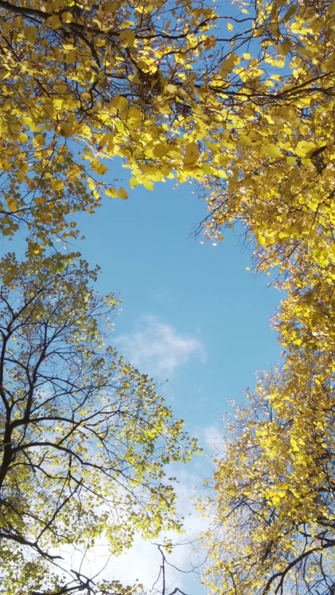 Yellow leaves on the background of the sky Stock Footage 318296888