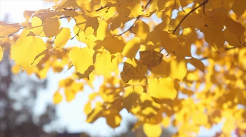 Yellow leaves backlit by the sun Video stock 37126950