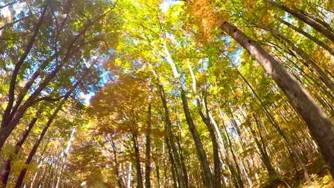 Yellow leaves of the big trees in the forest Stock Footage 139331137