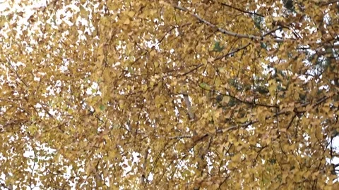 Yellow leaves on birch branches Stock Footage 260342205