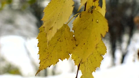 Yellow leaves of birch tree Stock Footage 69063920