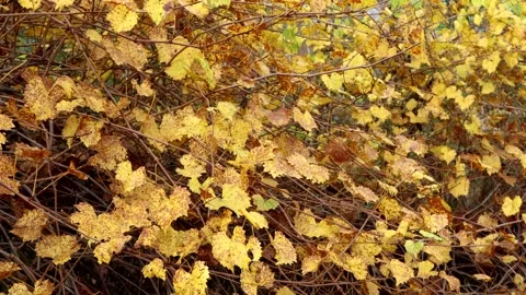 Yellow leaves blow gently in an autumn wind, 4K Stock Footage 158333853