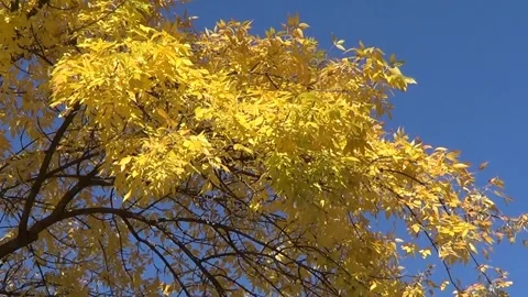 Yellow leaves on blue sky Vídeos de archivo 337968785